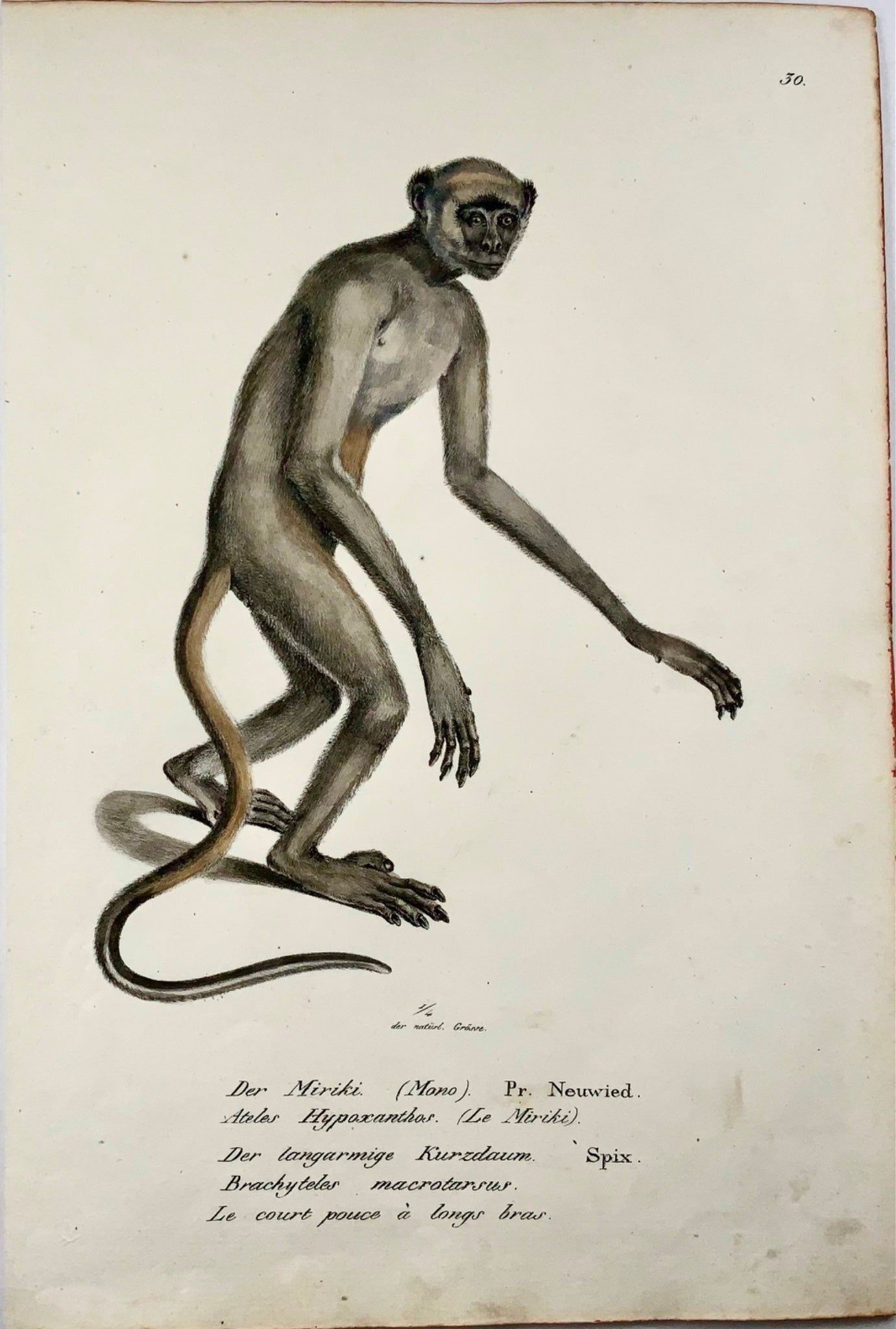 1824 Woolly Spider Monkey, K.J. Brodtmann, handcolor folio lithograph, mammal