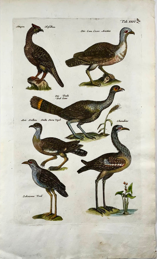 1657 Hazel Grouse, Bustard, Tern, ornithology, Merian, folio, hand coloured