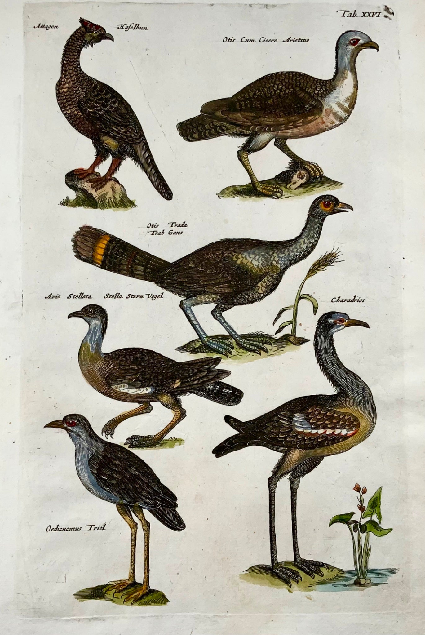 1657 Hazel Grouse, Bustard, Tern, ornithology, Merian, folio, hand coloured