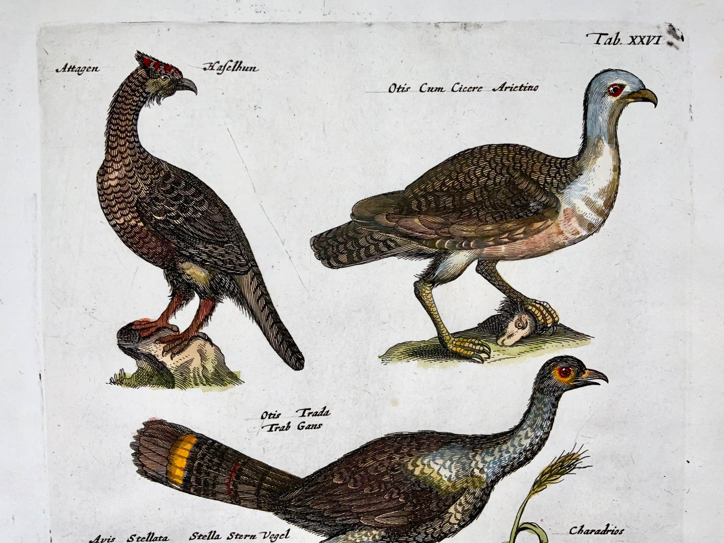 1657 Hazel Grouse, Bustard, Tern, ornithology, Merian, folio, hand coloured