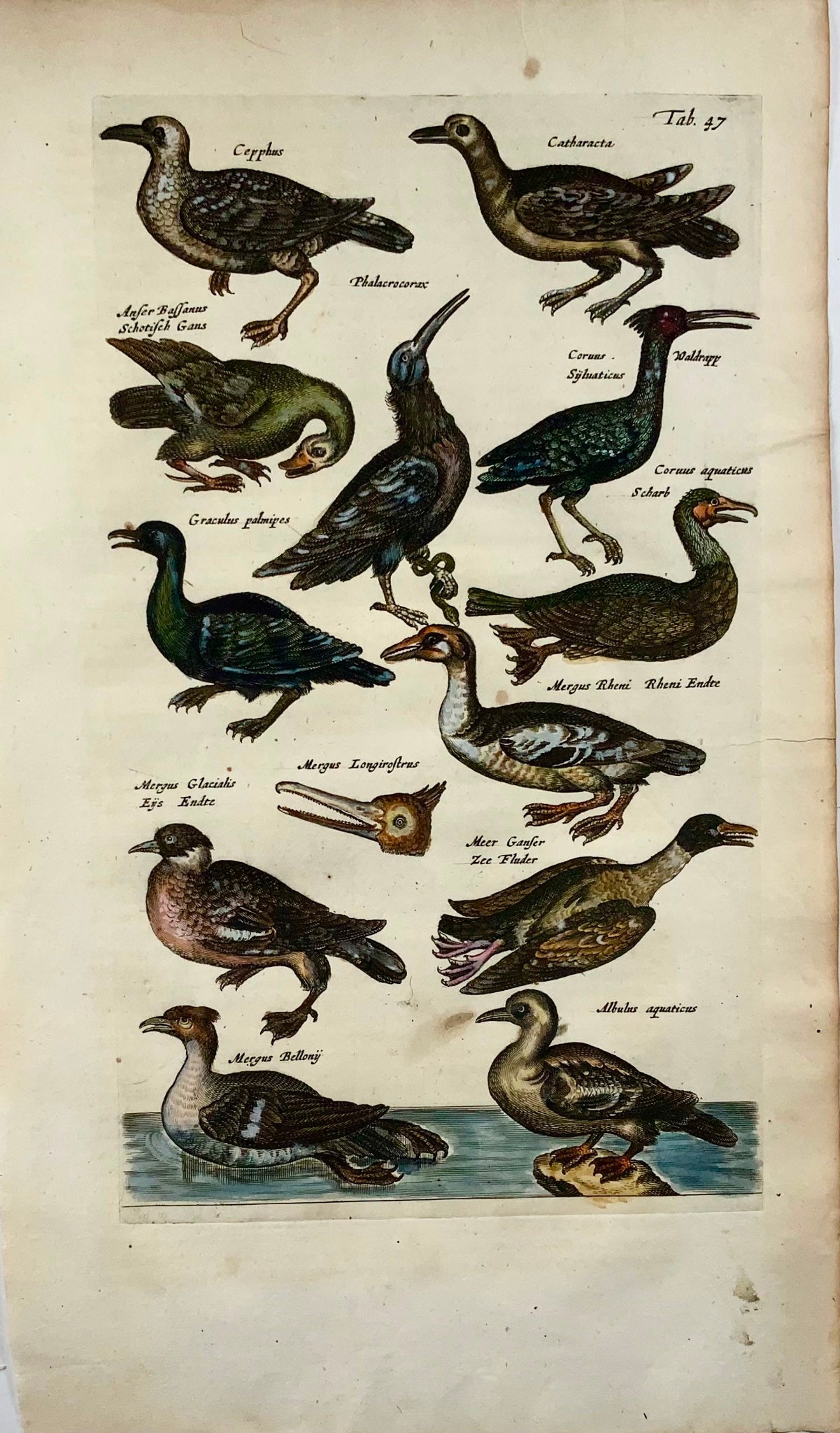 1657 Ducks, Ibis, Skua, Matt. Merian, folio handcolored engraving, ornithology