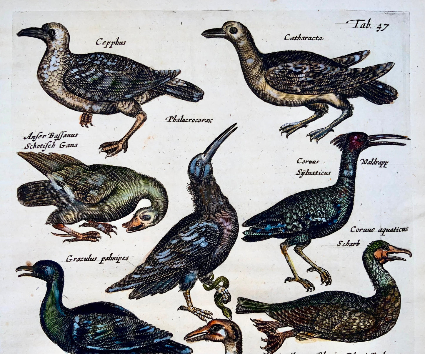 1657 Ducks, Ibis, Skua, Matt. Merian, folio handcolored engraving, ornithology