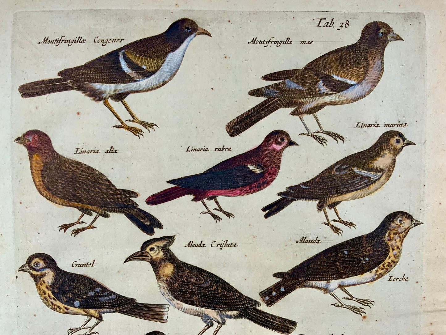 1657 Larks, Linnets, Lapwings, Finches, Merian, ornithology, folio, hand coloured engraving