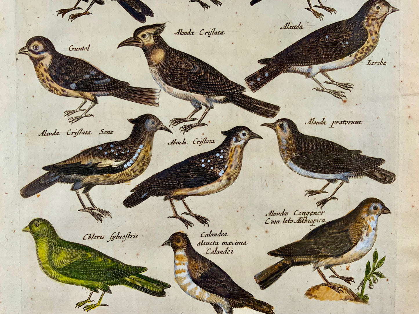 1657 Larks, Linnets, Lapwings, Finches, Merian, ornithology, folio, hand coloured engraving