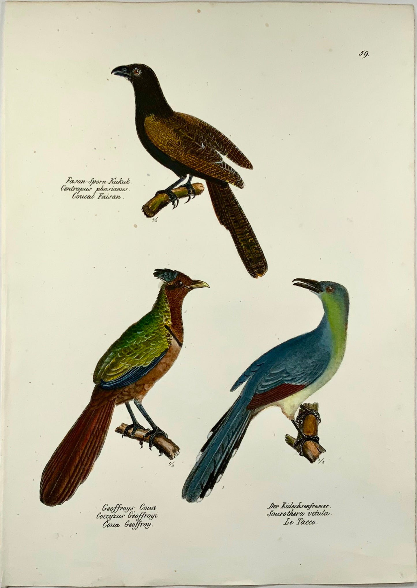 1833 H.R. Schinz (b1777), Exotic cuckoos, birds, hand colour stone lithograph