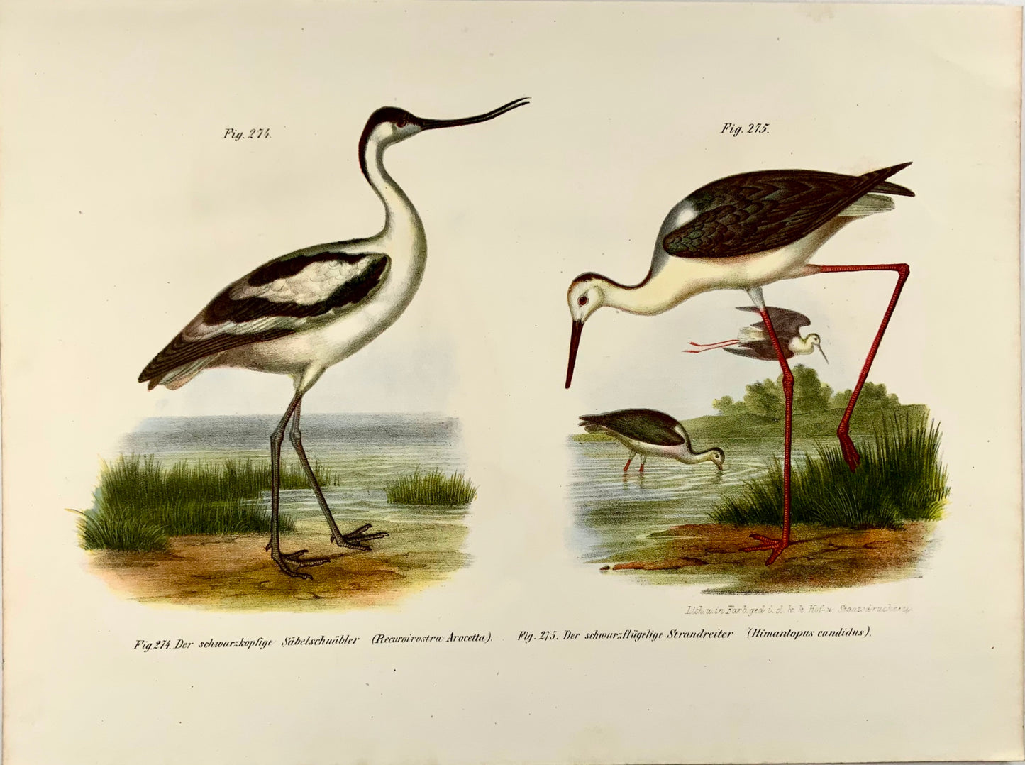 1860 Avocet, Stilt, ornithology, Fitzinger, colour lithograph, hand finish