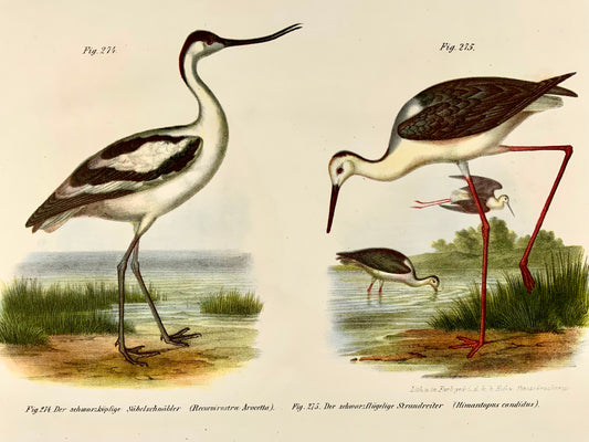 1860 Avocet, Stilt, ornithology, Fitzinger, colour lithograph, hand finish