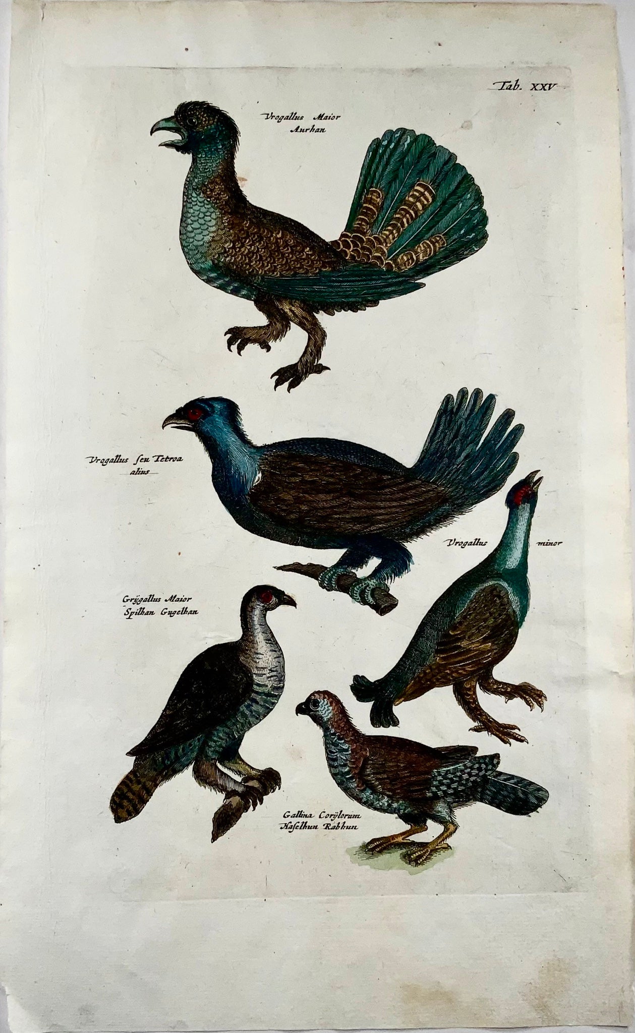 1657 Grouse, Capercaillie, Merian, ornithology, folio, hand coloured engraving