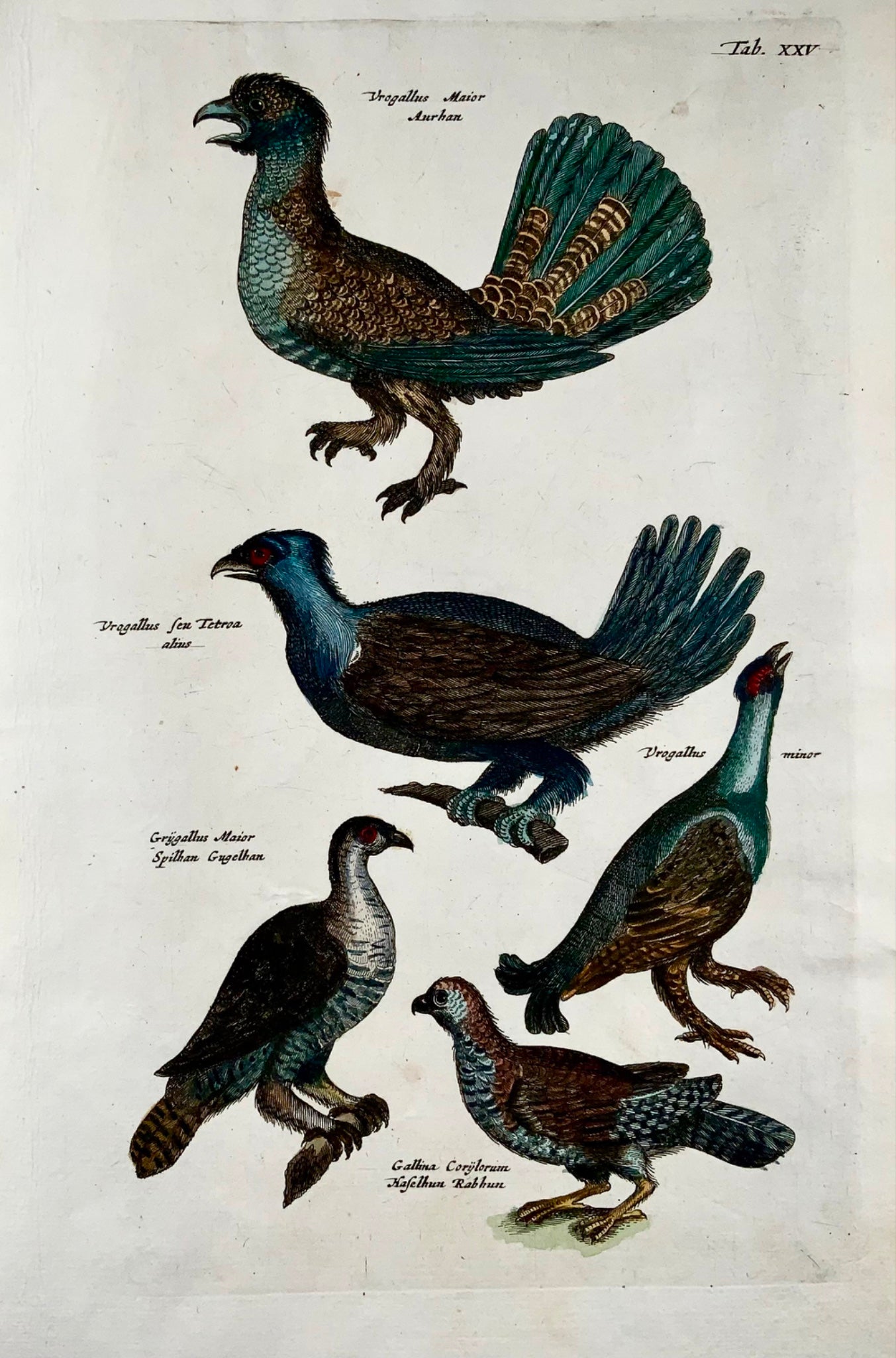 1657 Grouse, Capercaillie, Merian, ornithology, folio, hand coloured engraving