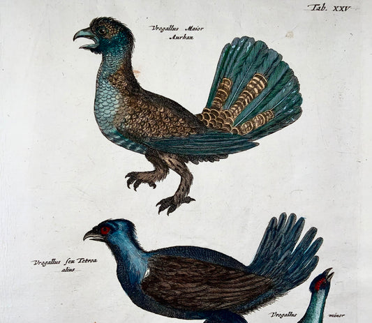 1657 Grouse, Capercaillie, Merian, ornithology, folio, hand coloured engraving