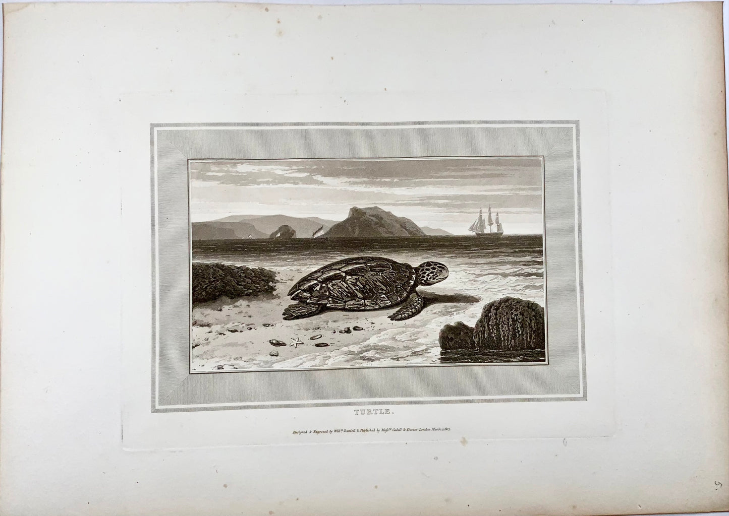 1807 Turtle, William Daniell, amphibians, aquatint, folio