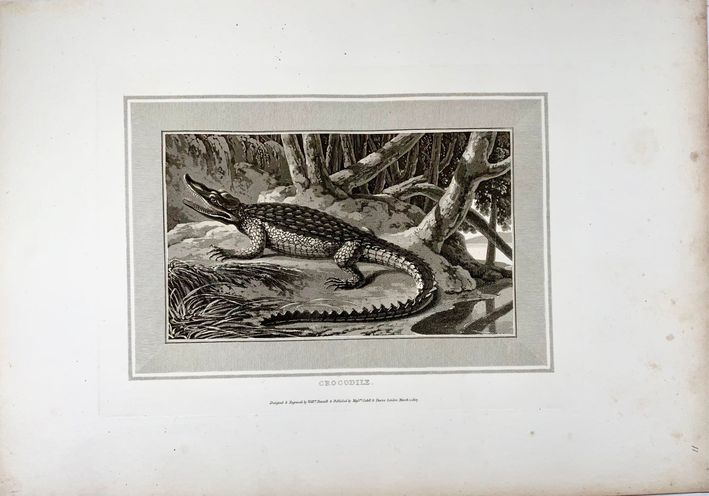 1807 Crocodile, William Daniell, reptile, aquatint, folio