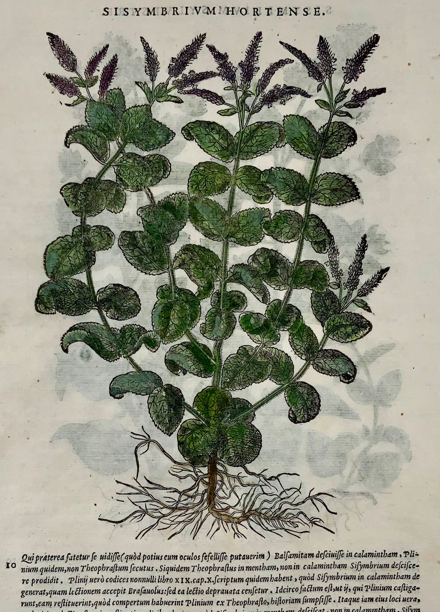 1562 Hedge Mustard, botany, herb, Liberale, folio, 2 woodcuts, hand colour