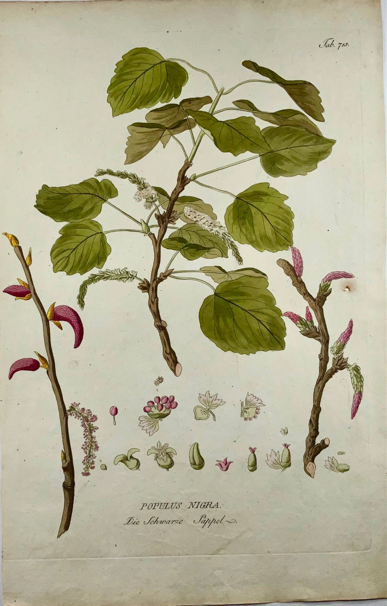 1788 J. J. Plenck (b1737), black poplar, large folio hand colored, botany