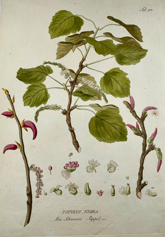 1788 J. J. Plenck (b1737), black poplar, large folio hand colored, botany