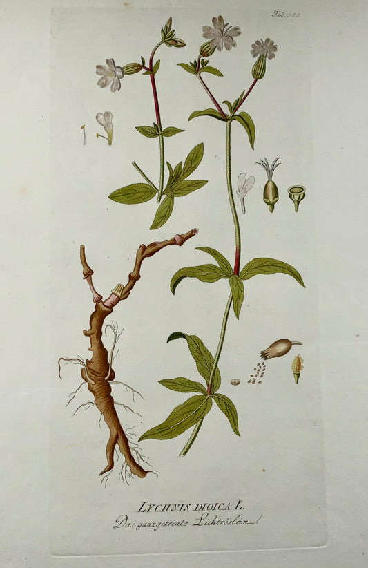 1788 J. J. Plenck (b1737), red campion, large folio hand colored, botany