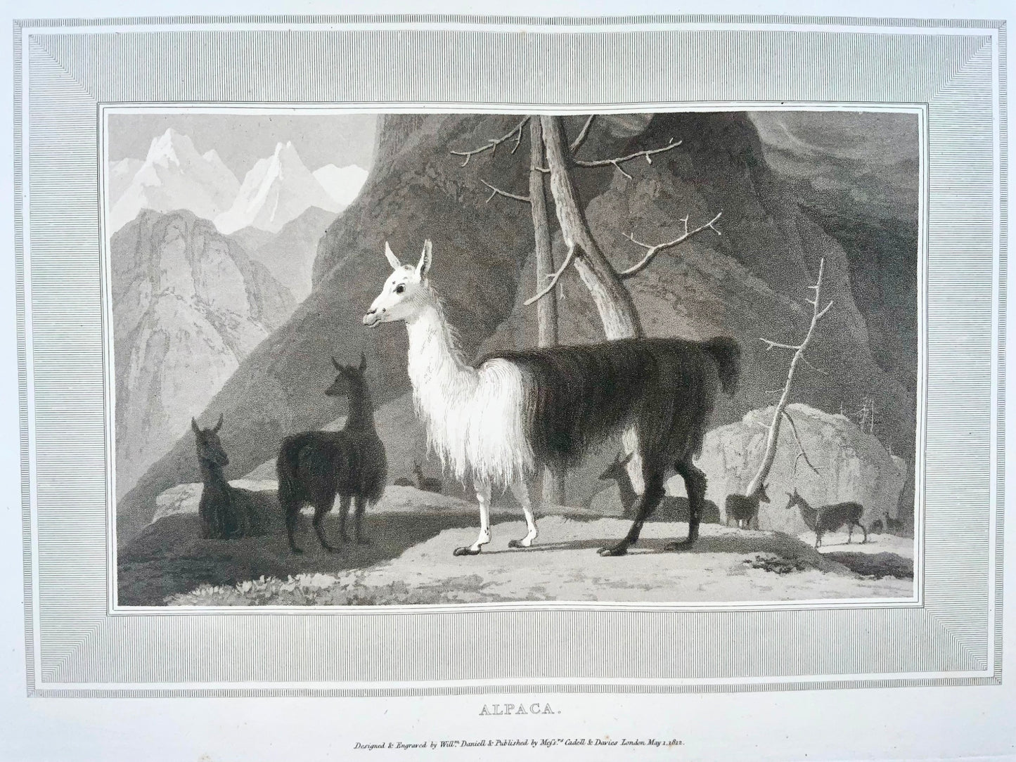 1807 William Daniell, Alpaca, mammal, fine folio aquatint