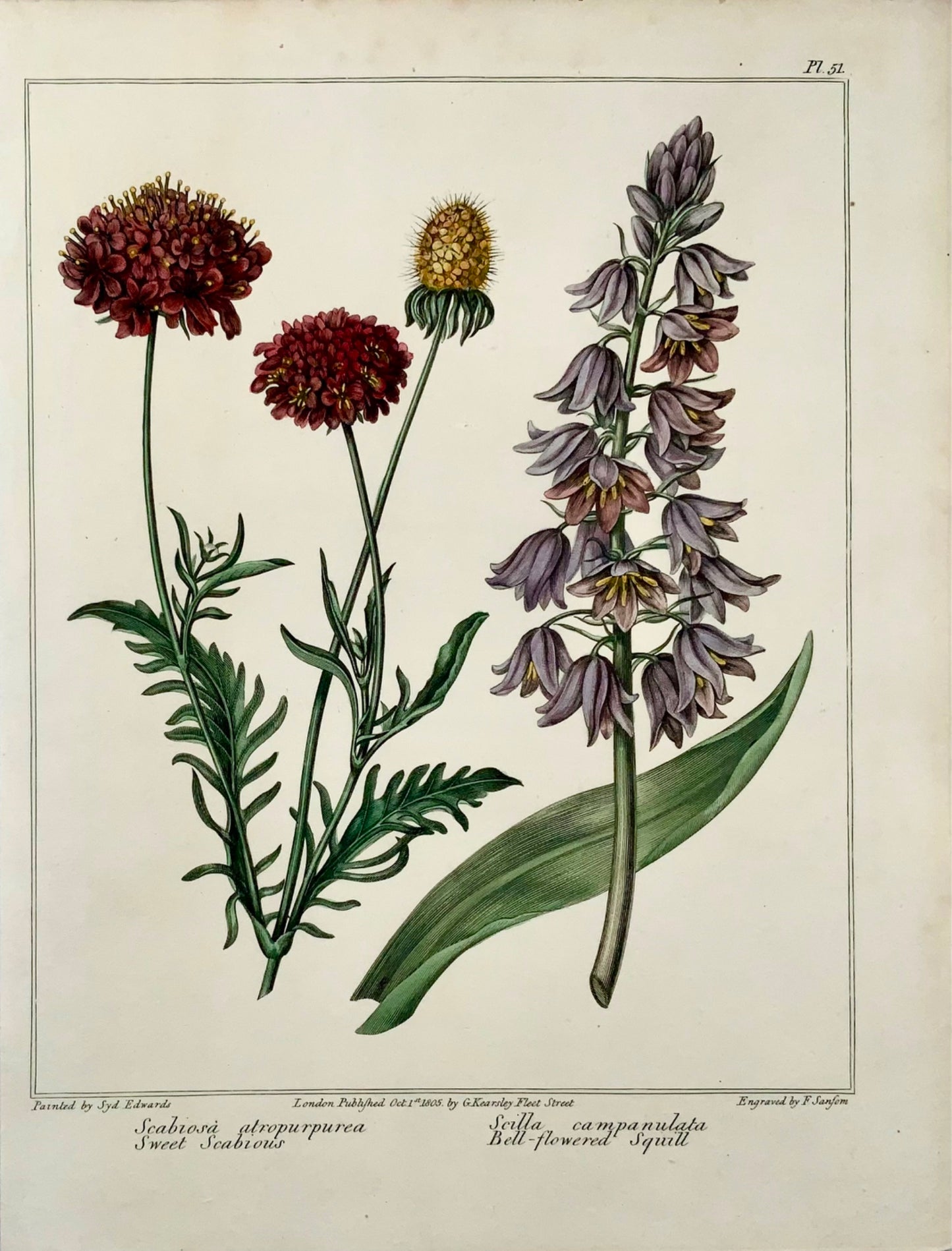 1806 Scabious, Squill, Syd. Edwards, quarto, Practical Gardening, botany