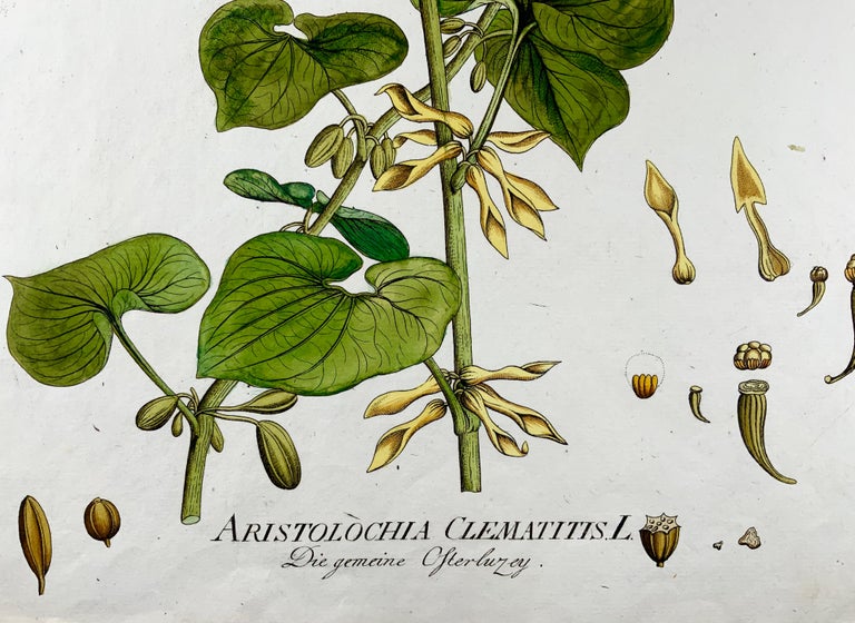 1788 JJ Plenck, Aristolochia Clematitis, Birthwort, Grand folio, Coloré à la main, botanique