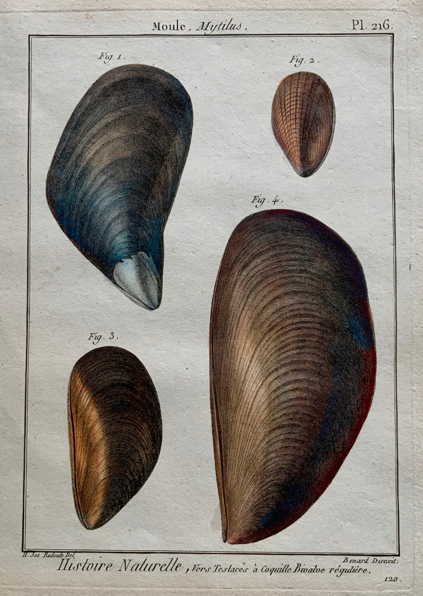 1789 Lamarck; Redoute - MOULE Shell Mussels - Conchology - Hand colour