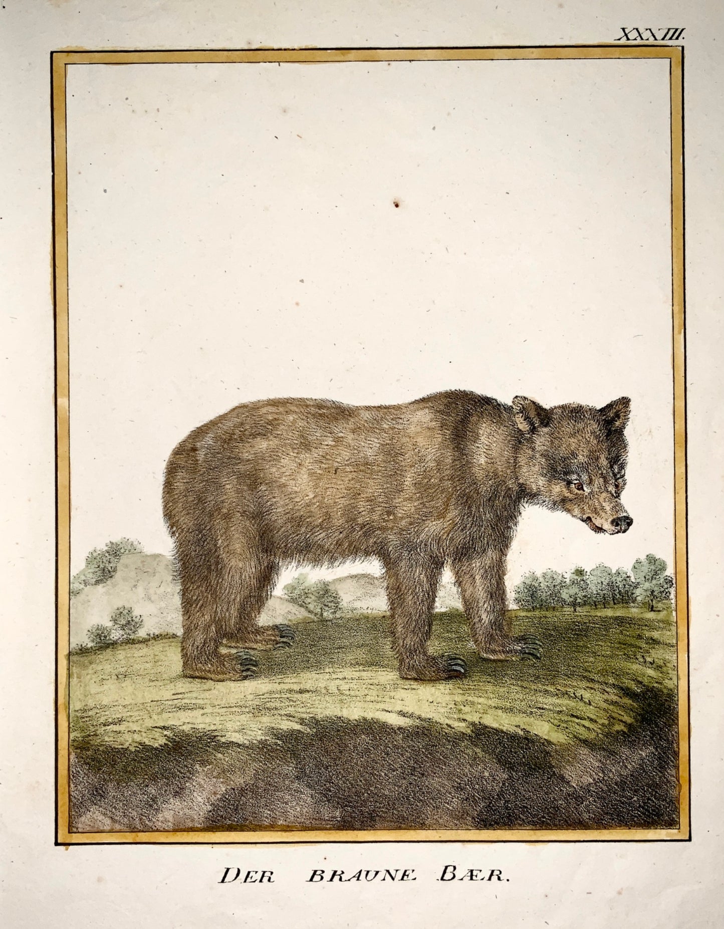 1816 Brown Bear - INCUNABULA OF LITHOGRAPHY. Karl Schmidt, quarto hand coloured - Mammal