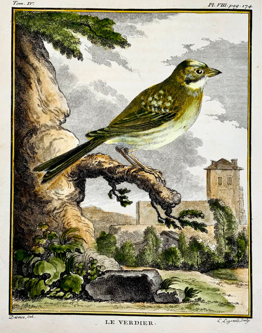 1779 Verdier, ornithologie, édition grand in-4to, couleur main, gravure