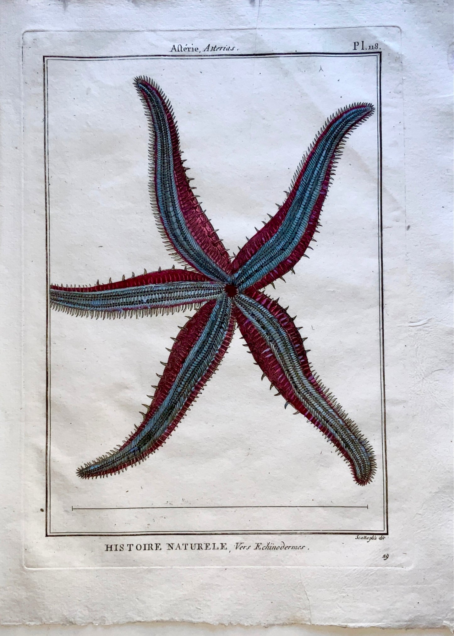 1789 Scattaglia - Asterias Sea Star STARFISH Marine Echinodermes - Hand colour