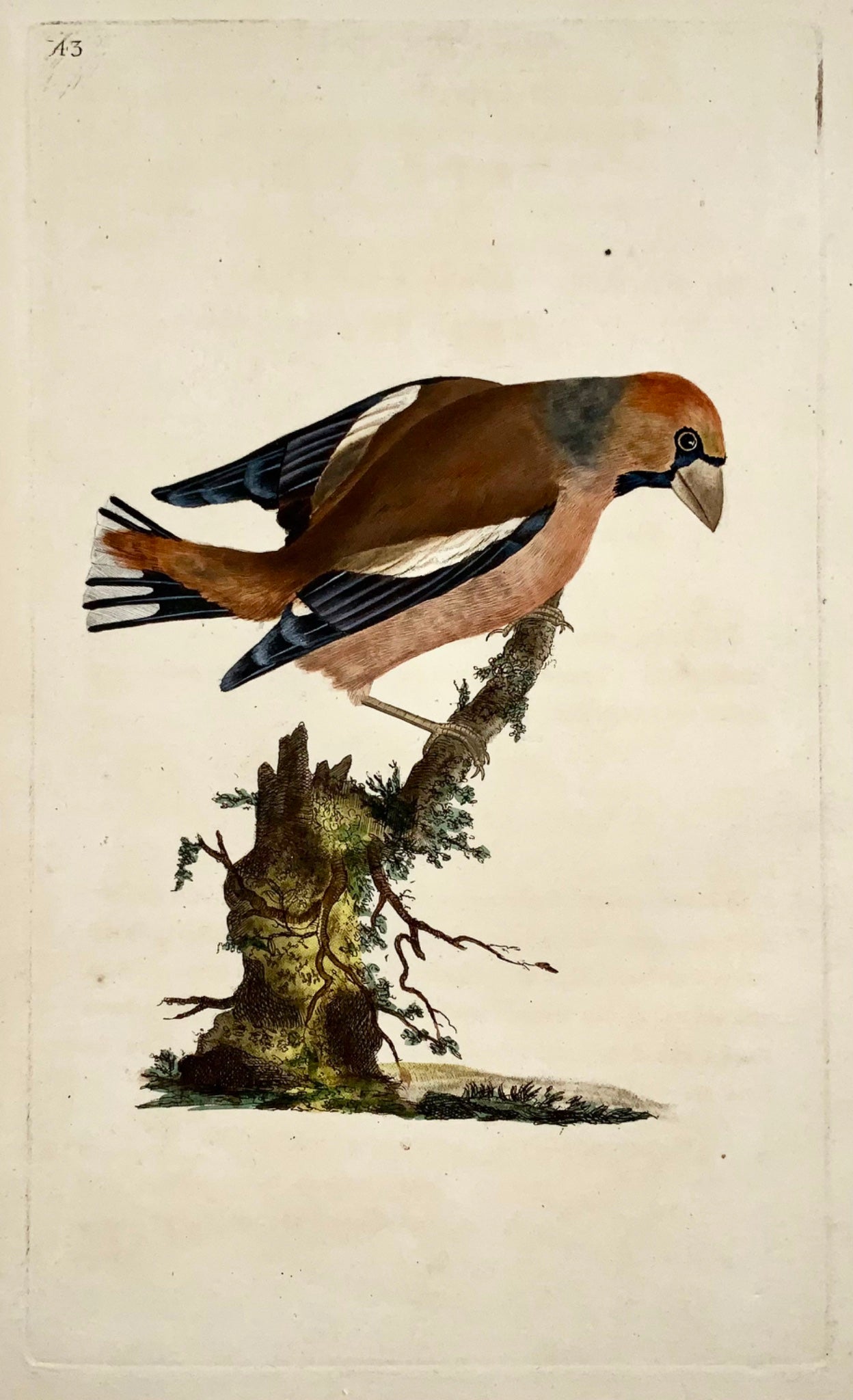 1794 Edward Donovan - GROSBEAK Bird - gravure sur cuivre colorée à la main exquise