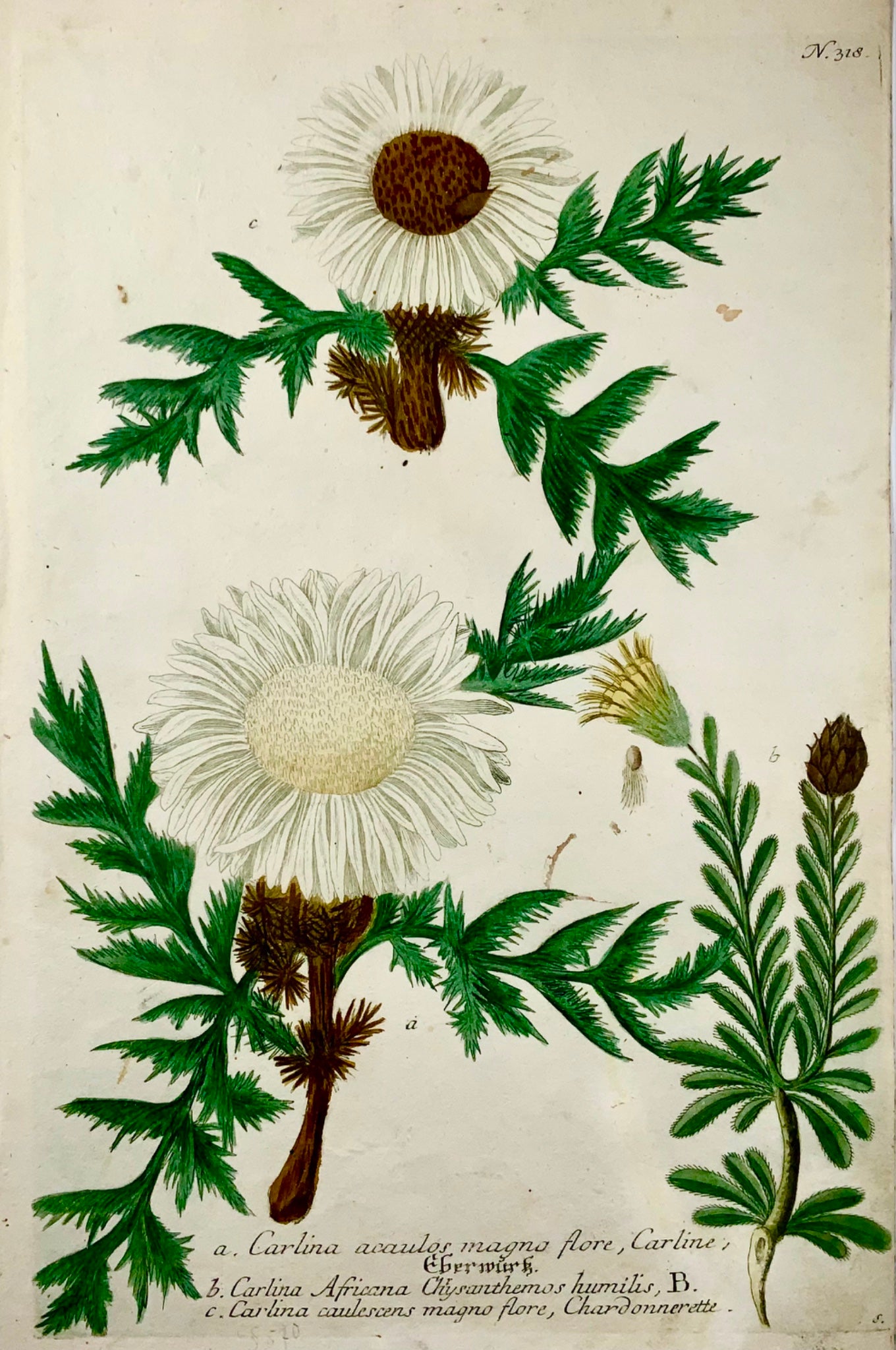 1739 Cartline Thistles, manière noire imprimée en couleur, grand in-folio, Weinmann, botanique