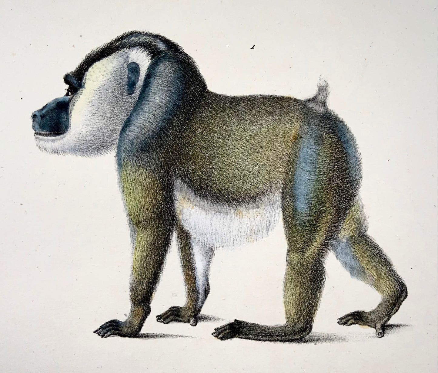 1824 Mandrill, Baboon, Brodtmann, hand colored, folio stone lithograph, mammals