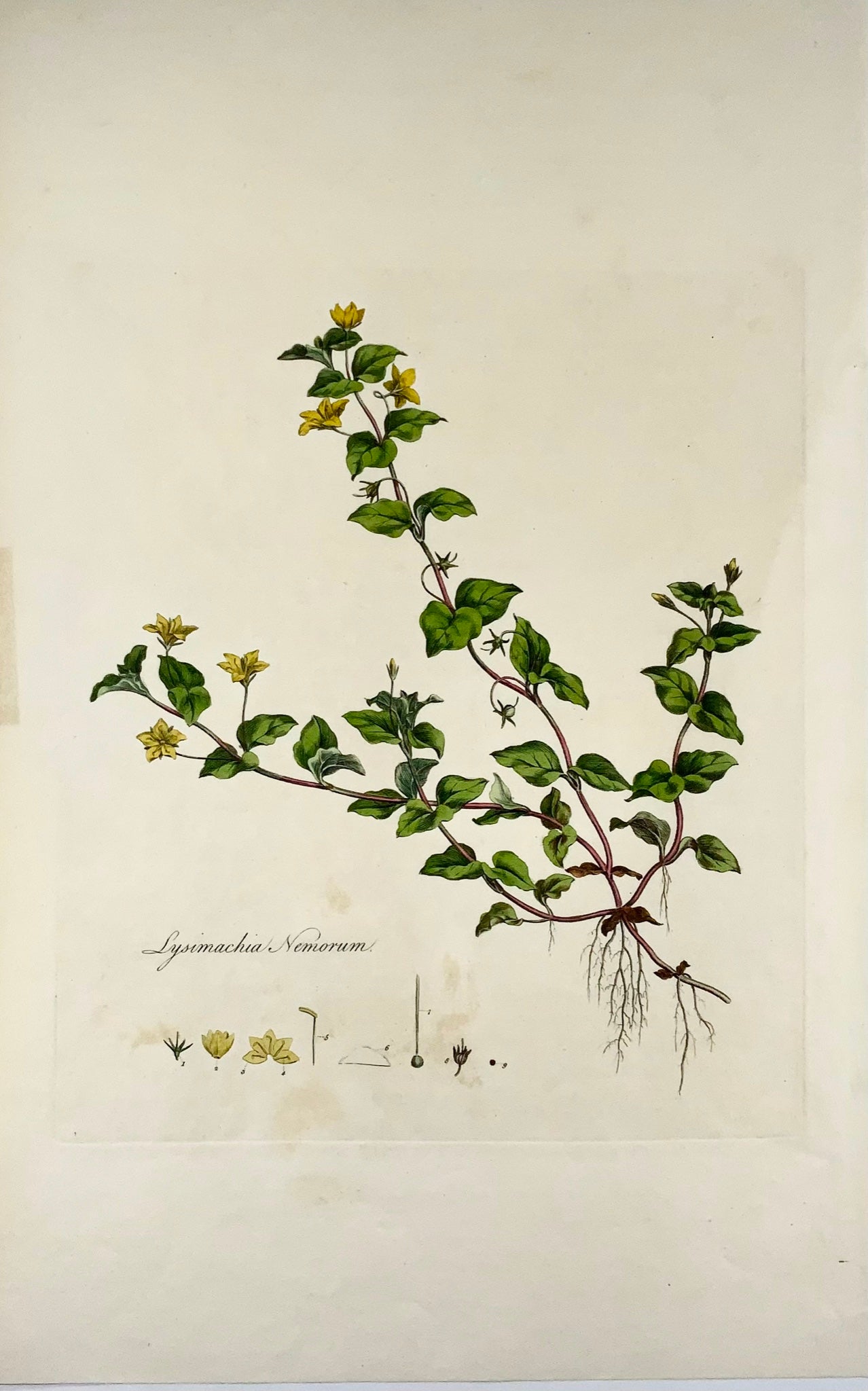 1817 Curtis, 'Flora Londinensis', Mouron, grand folio, colorié à la main, botanique