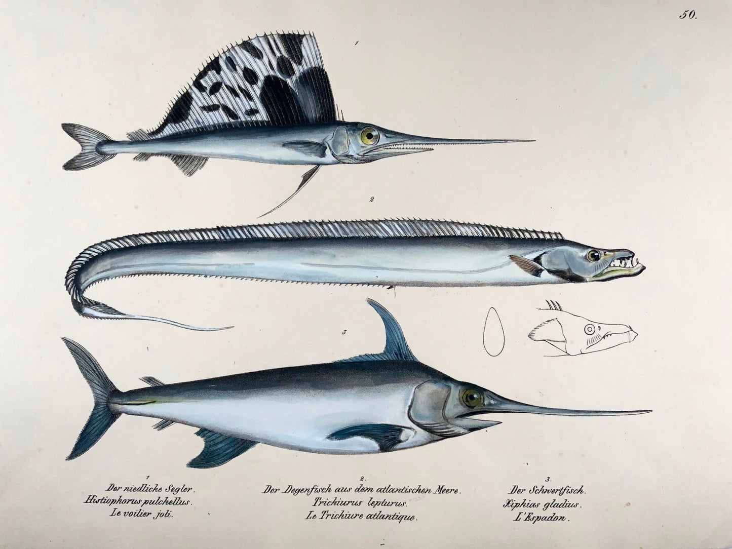 1833 Espadon, voilier, H. Schinz (né en 1777) folio, lithographie coloriée à la main