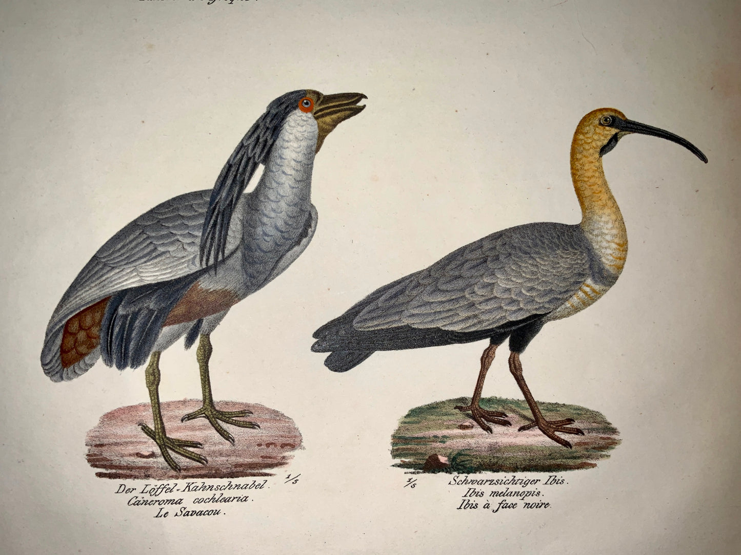 1830 Ibis Billed Heron Ornithology Brodtmann hand coloured FOLIO lithography