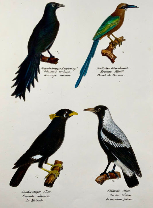 1830 Motmot, Myna, ornithologie, Brodtmann, lithographie folio coloriée à la main