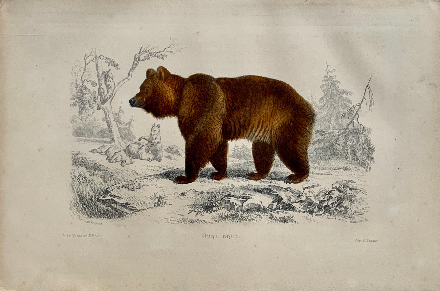 Edouard Travies [1809-1876] - Brown Bear - original hand colour - Mammals