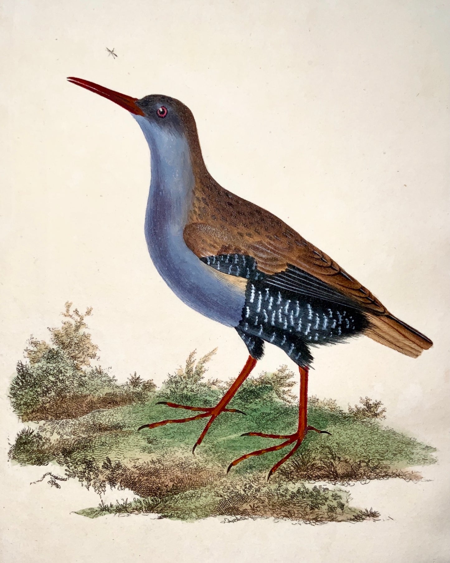 1794 Edward Donovan - WATER RAIL Ornithology - exquisite hand coloured copper engraving