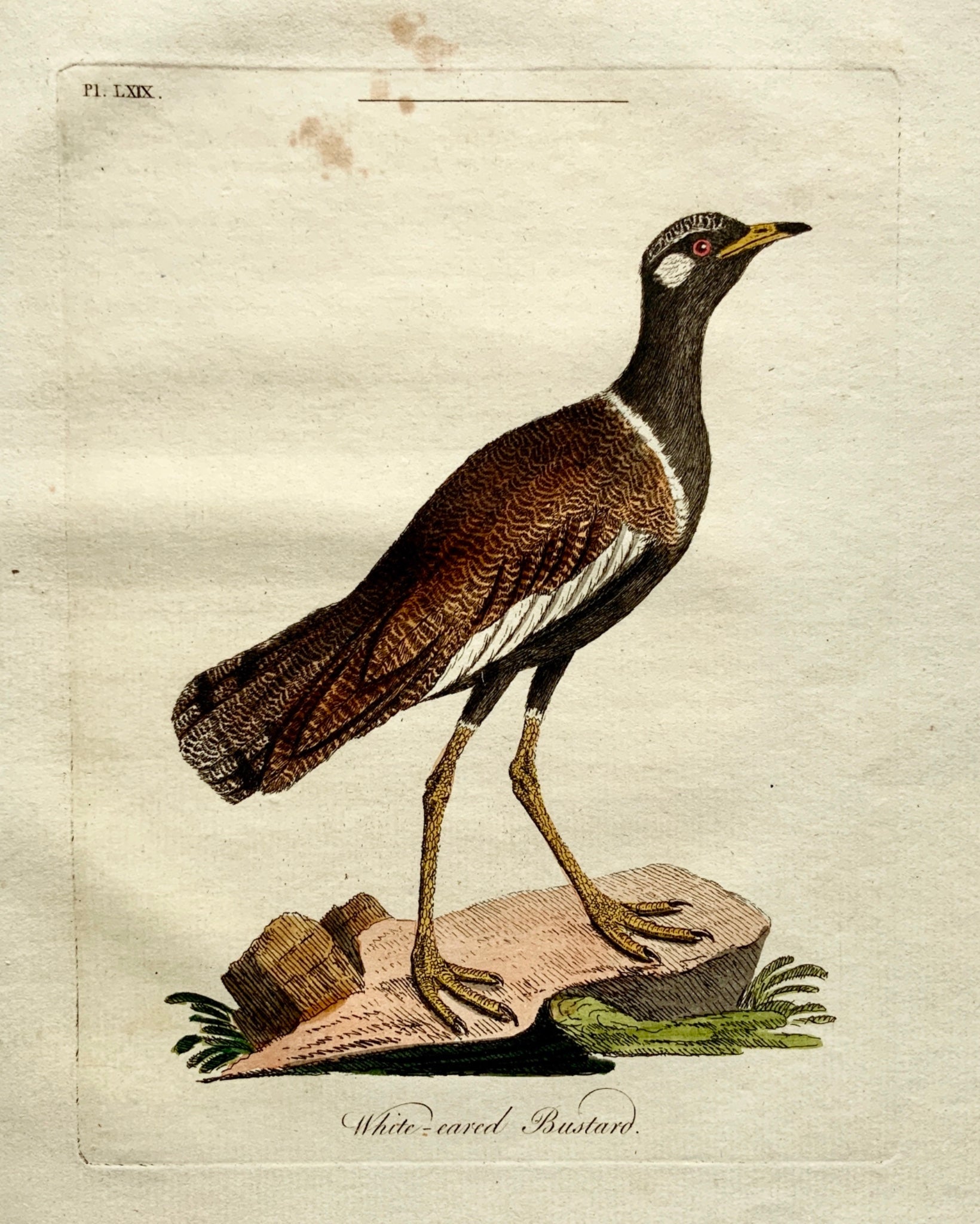 1785 John Latham - Synopsis - White-Eared BUSTARD Ornithology - hand coloured