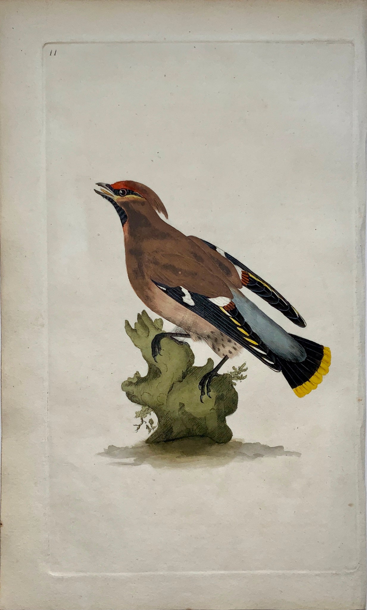 1794 Edward Donovan - CHATTERER Ornithology - hand coloured copper engraving