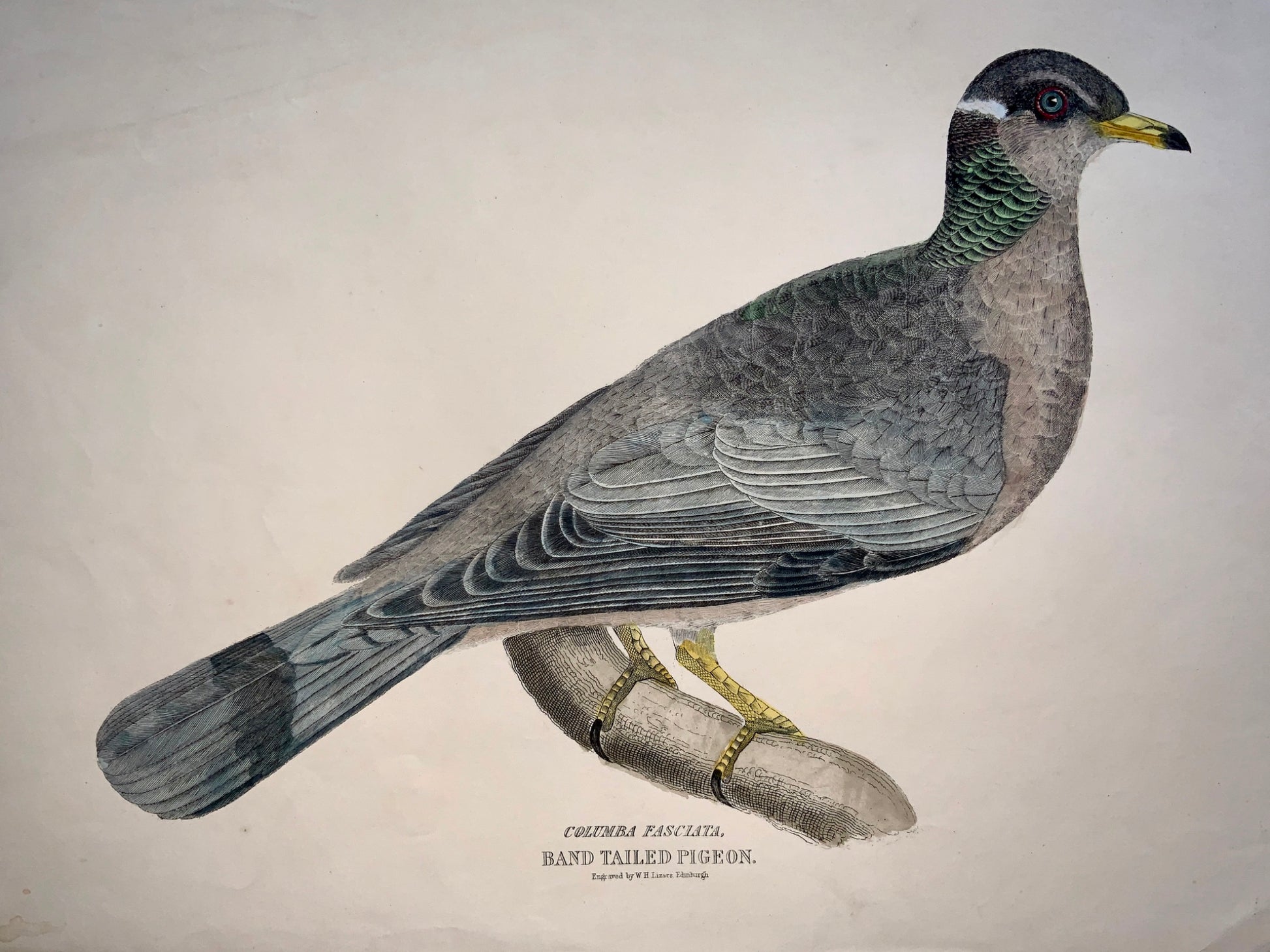 1846 Band Tailed PIGEON Ornithology - Brown hand coloured Large Folio (36cm)