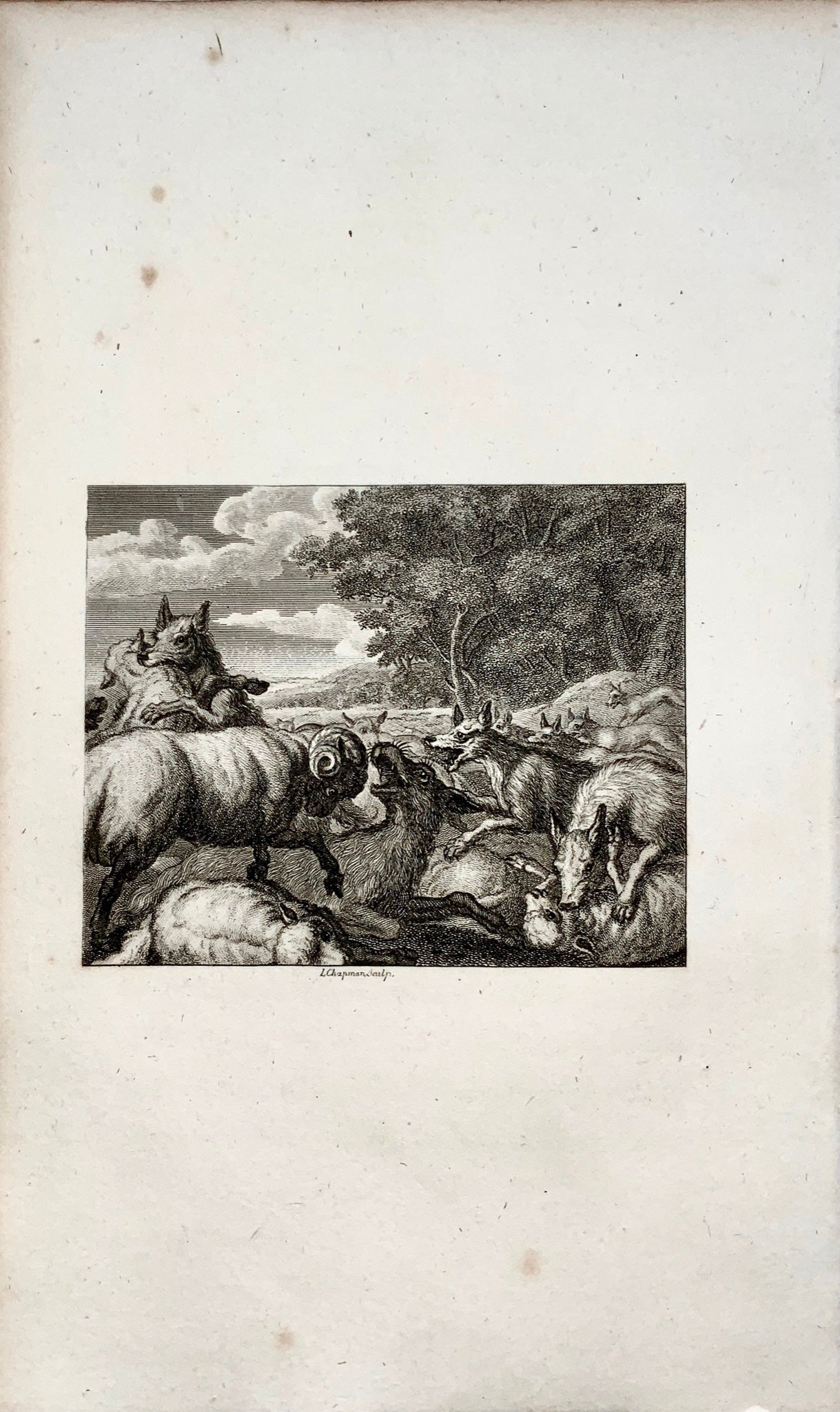 1780 vers. L. Chapmann sclp - Les loups et le mouton - gravure sur cuivre - Fable