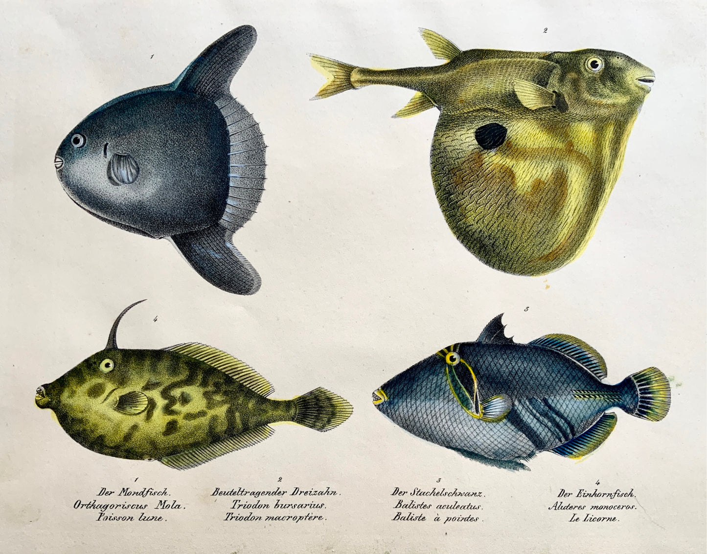 1833 H. Schinz (1777-1861) MOON TRIGGER PUFFERFISH Hand colour stone lithograph