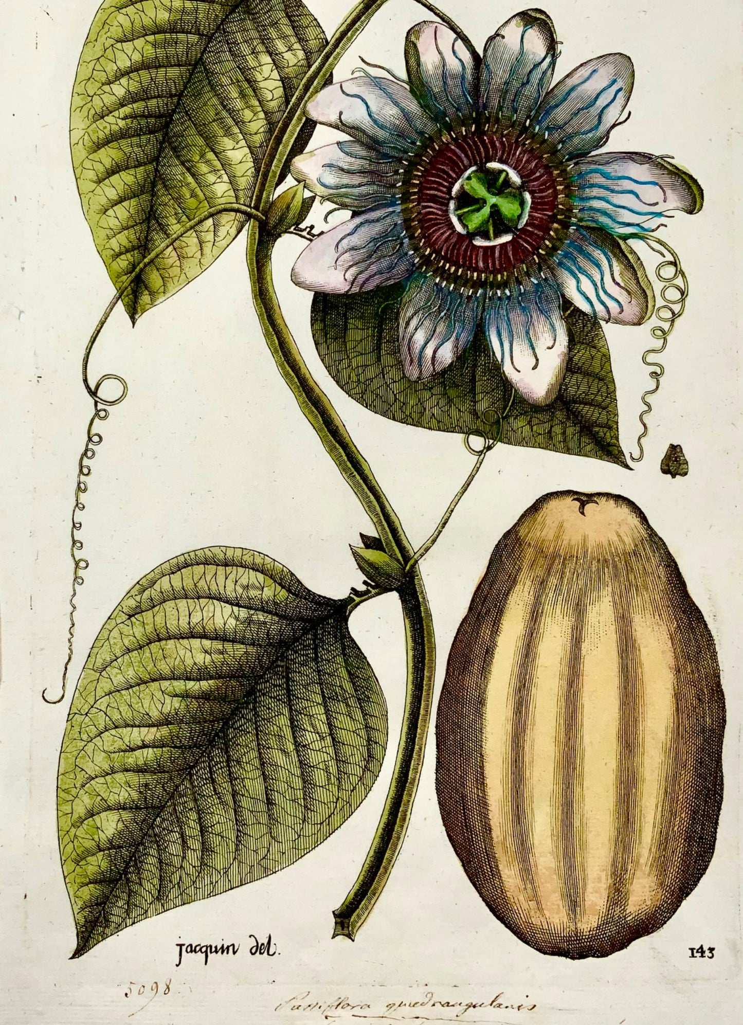 1763 Granadilla, Passion Flower, Jacquin, folio hand coloured botanical