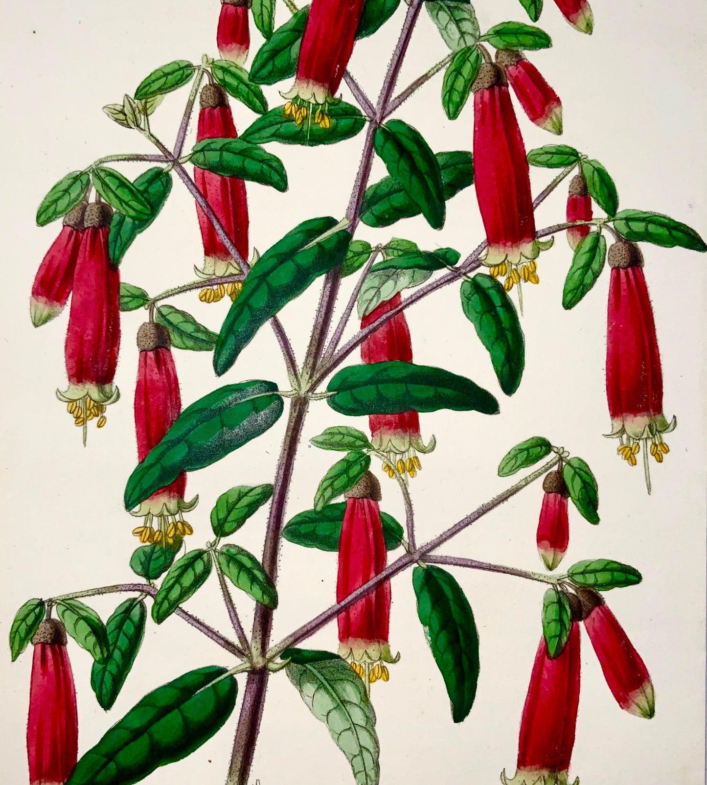 1856 Correa Cardinalis, James Andrews, couleur exquise à la main, botanique