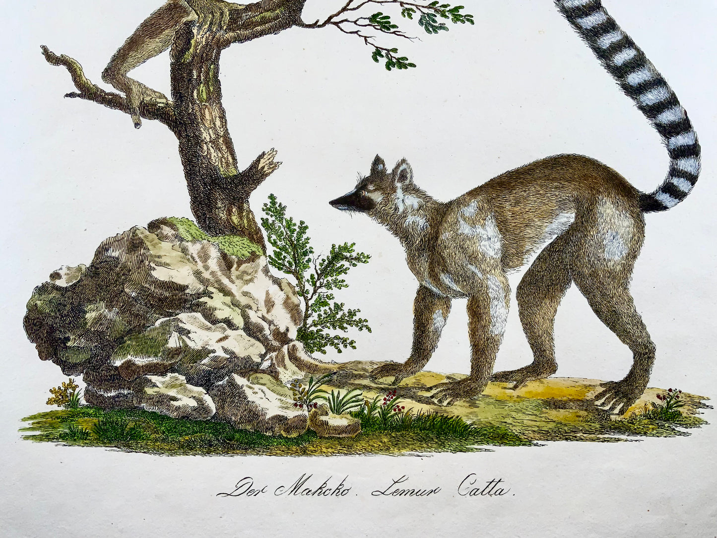 1816 Mongoose Lemur, Imp. Folio 'Incunabula of Lithography' Hand Color - Mammal