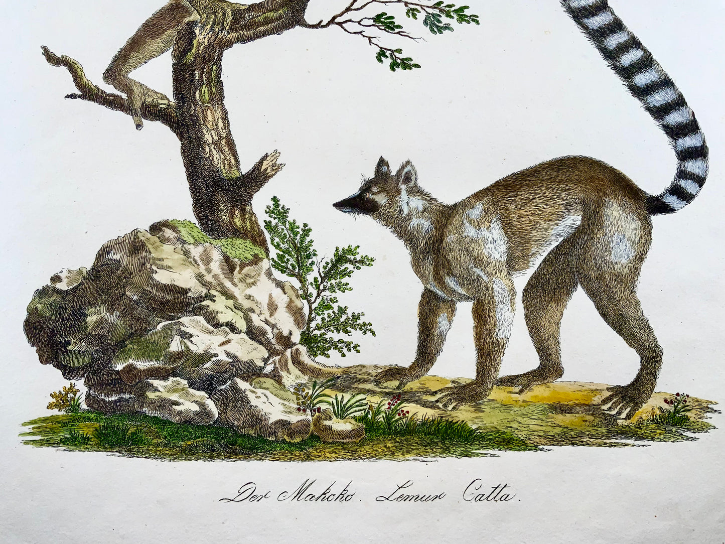 1816 Lémurien mangouste, Imp. Folio 'Incunables de Lithographie' Couleur à la Main - Mammifère