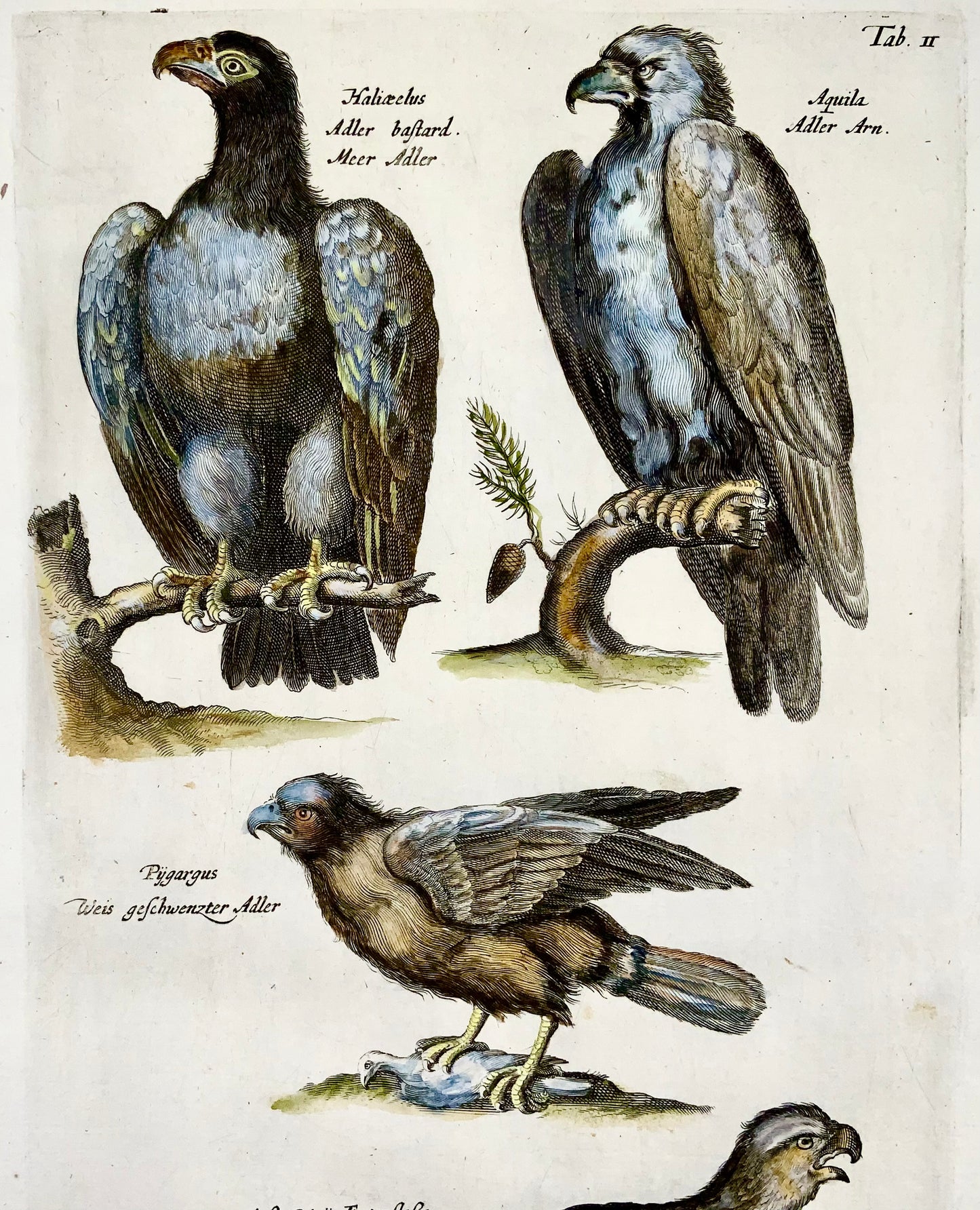 1657 Oiseaux de proie, Aigles - Gravure coloriée à la main Matt MERIAN Folio - Ornithologie