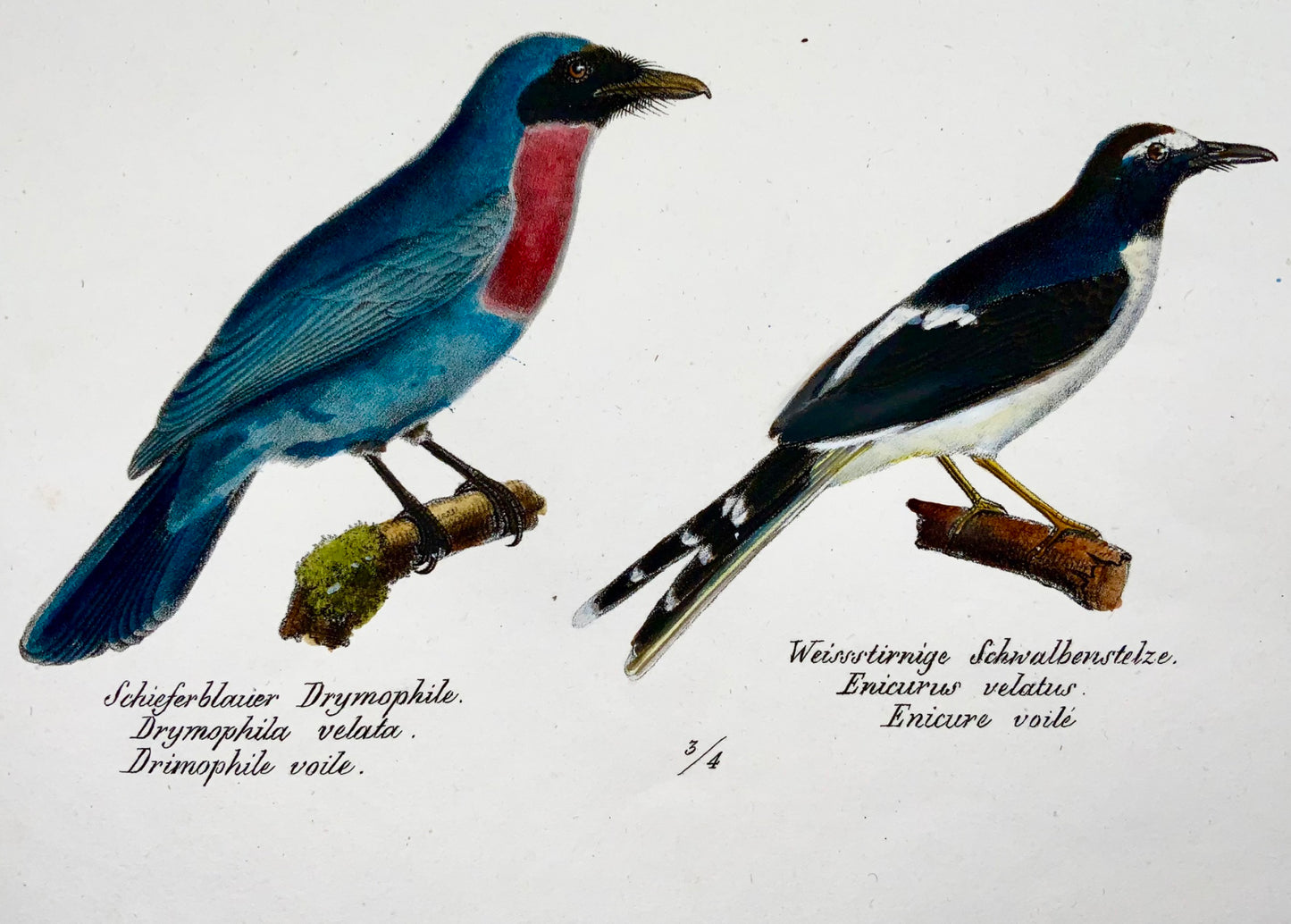 1830 Fly Eater, Antbird, ornithologie, Brodtmann, lithographie folio colorée à la main