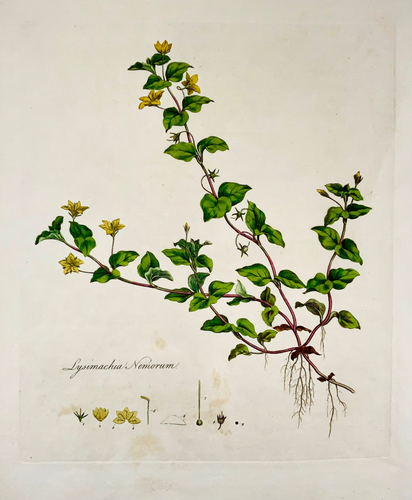 1817 Curtis, 'Flora Londinensis', Mouron, grand folio, colorié à la main, botanique