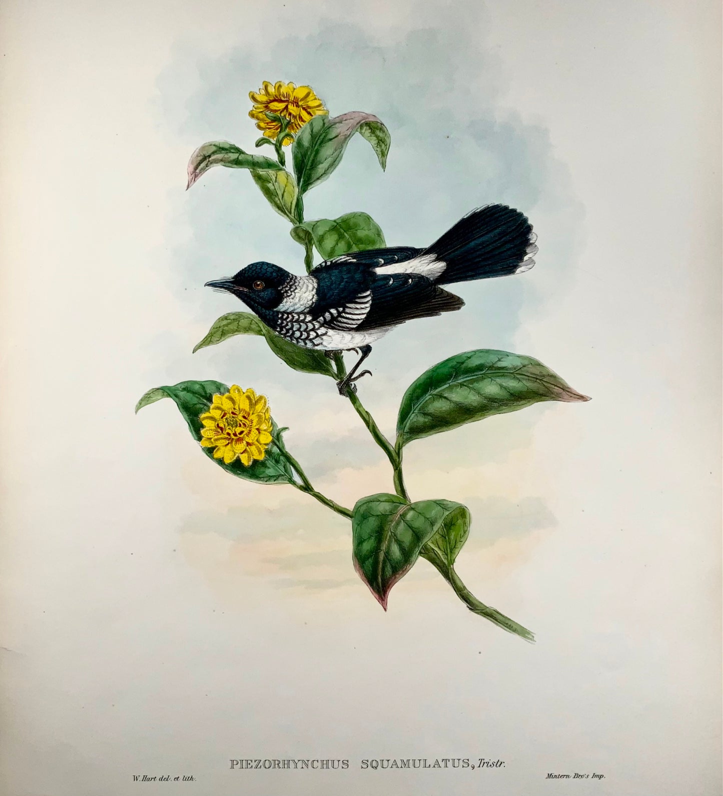 1888 Pied Flycatcher, John Gould (b1804), magnifique lithographie coloriée à la main, ornithologie 