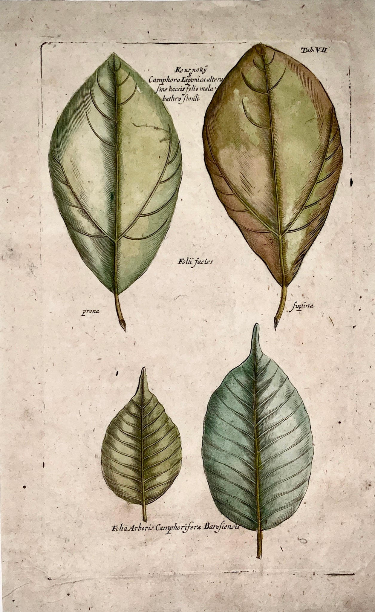 1704 CAMPHOR LAUREL Tree - M. Valentini (1657-1729) - folio copper engraving - Botany, dendrology